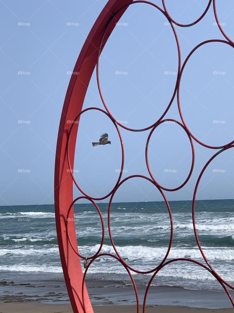 Circles and the bird 