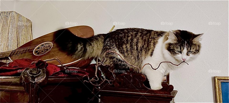 “Linda”, the cat from “Bavaria” is walking on an antique tall wardrobe with a wavy piece of string in her mouth, her beautiful black tipped bushy tail brushing against the mandolin behind her. 2023. Hypnotic Productions
