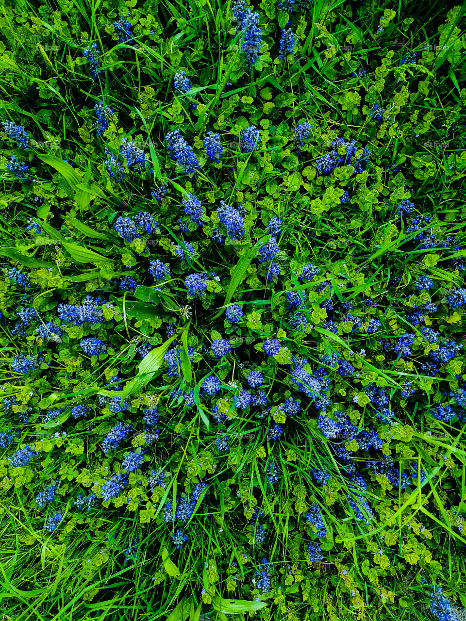 Patch of spring colors in garden with beautiful blue flowers