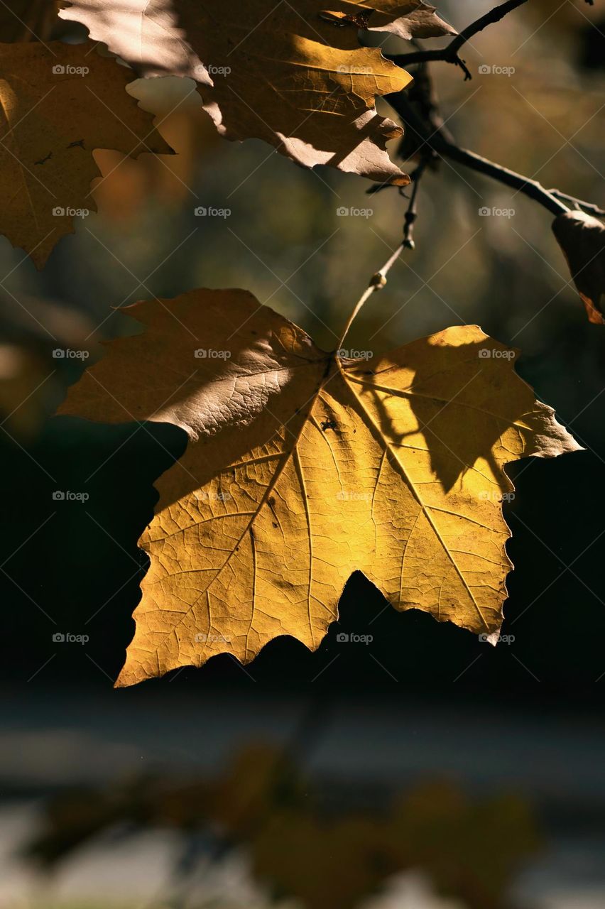 Autumn golden leaf