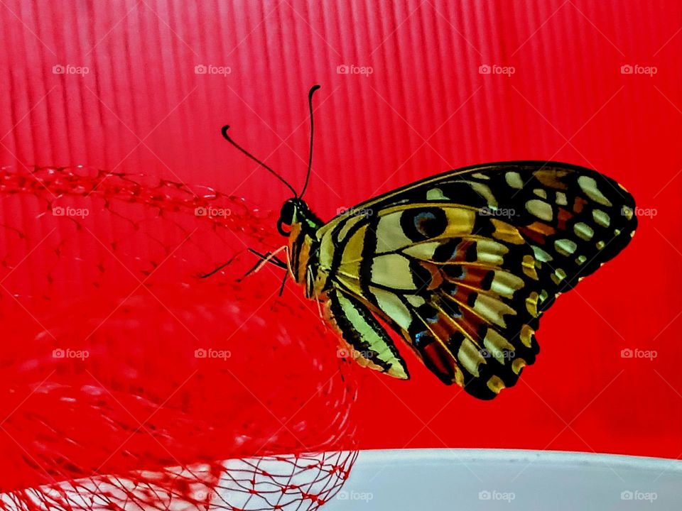 A just hatched Common Lime Butterfly rest on the net