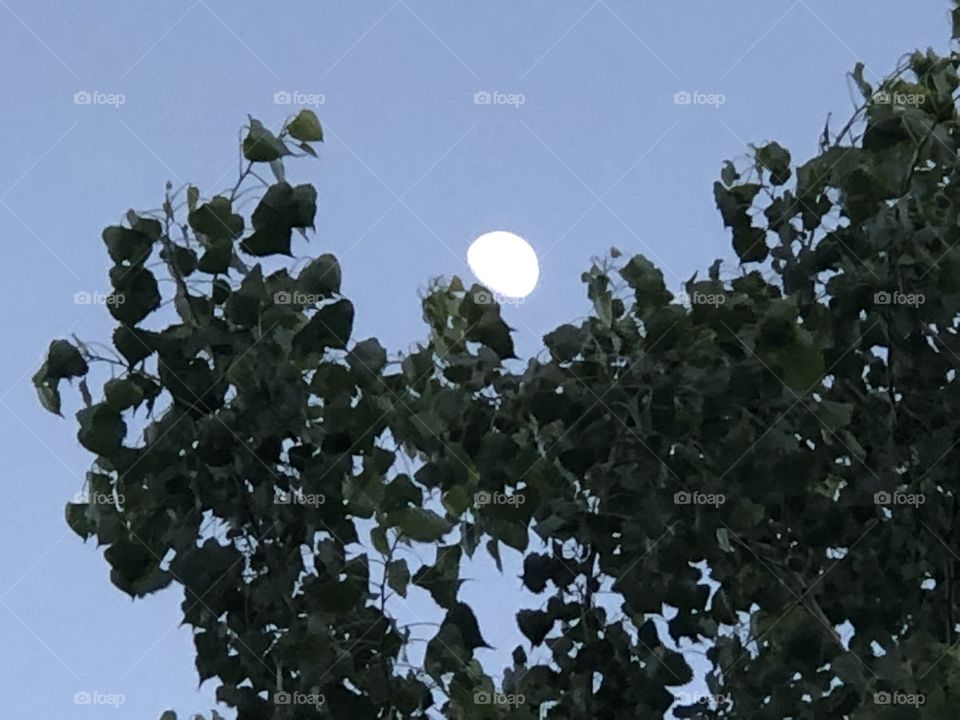 Moon above the tree