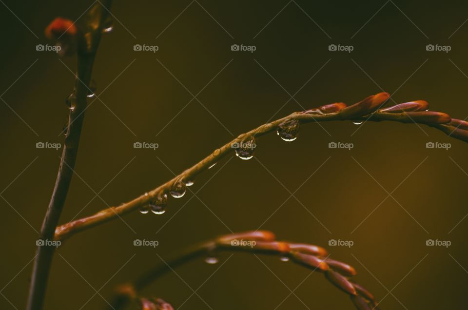 Raindrops on a branch