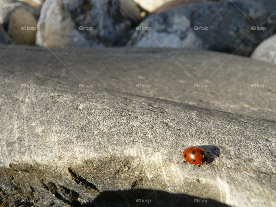 a ladybug standing on a rock