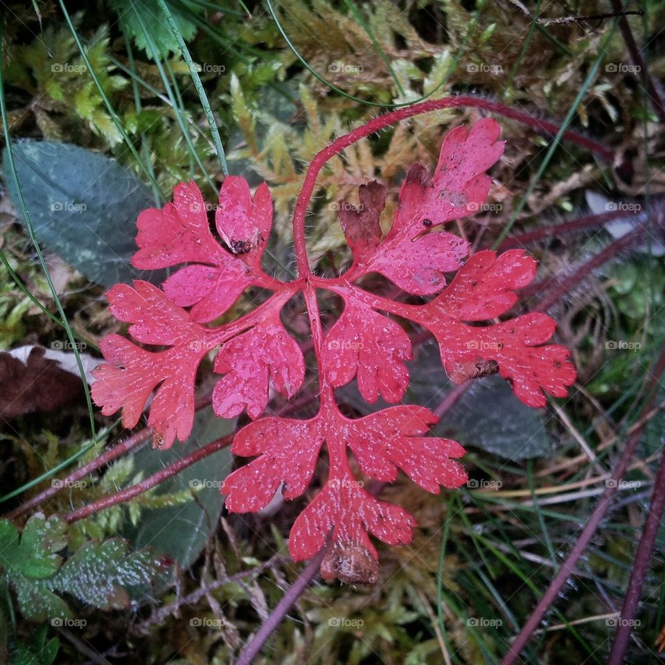 Red autumn leaf