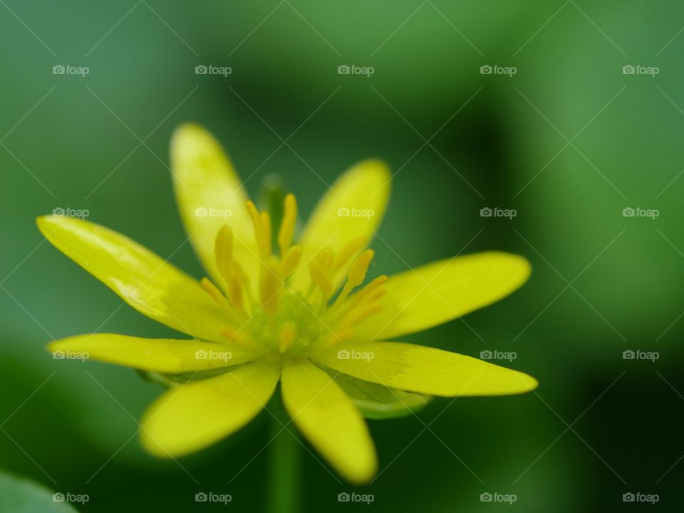 Small yellow flower