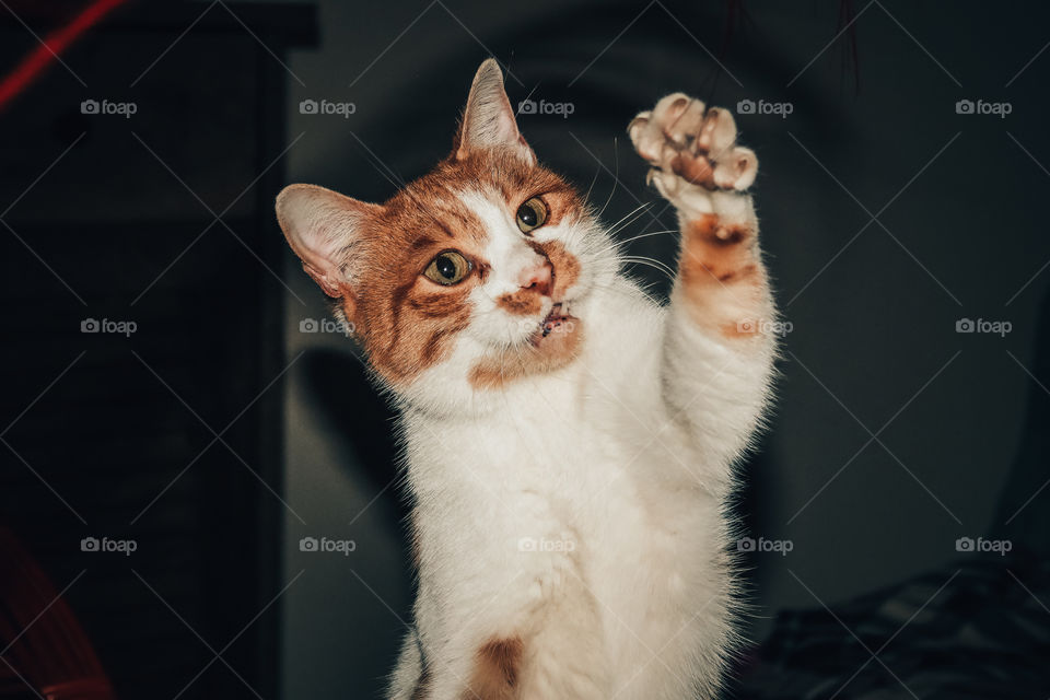 Giner white cat playing indoors