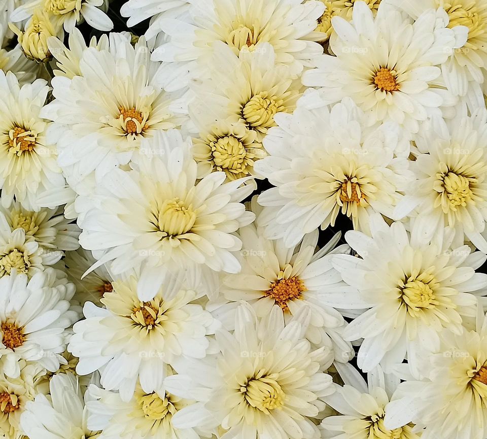 White and yellow flower