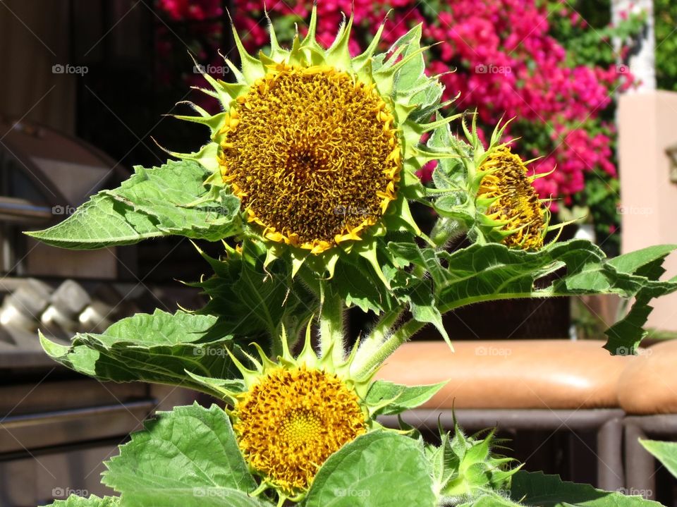 Dwarf Teddy Bear Sunflowers.