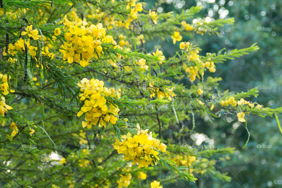 Yellow bunch 