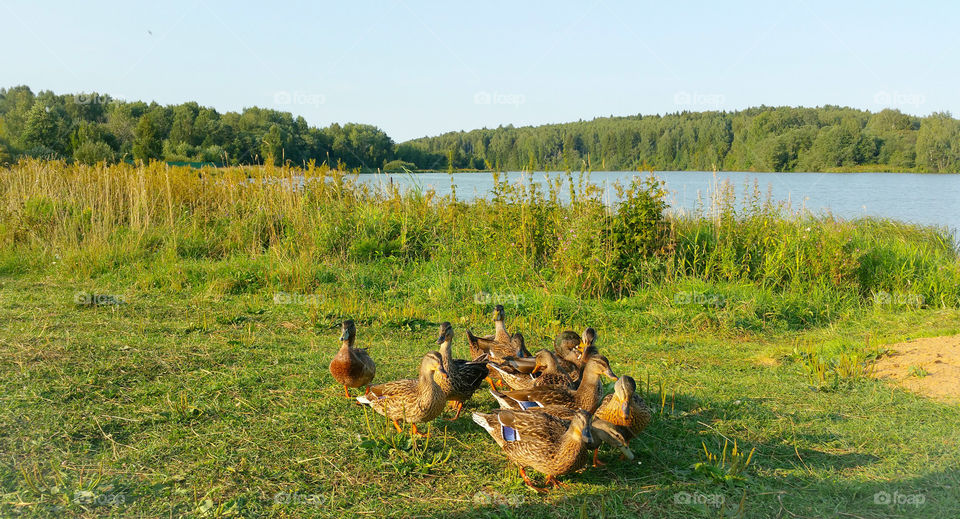 Ducks by a lake in summer