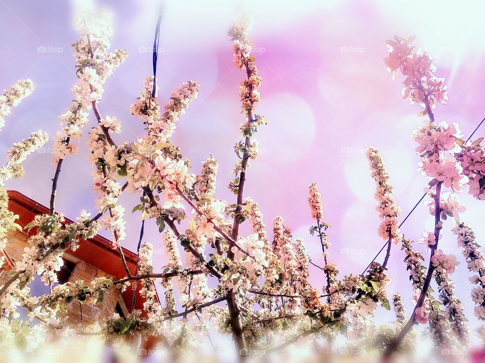 sрring color,pink color, apple flowers, apple flowers on pink background, pink background