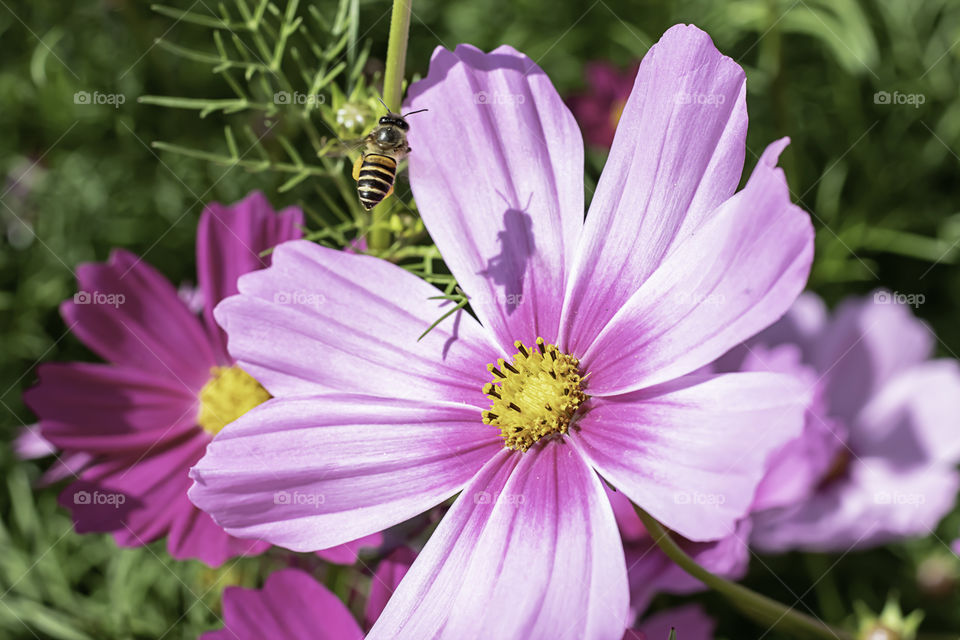 Bee are flying and Colorful Cosmos sulphureus Cav flowers in garden.