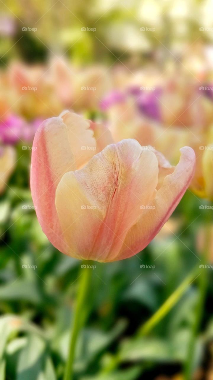 Spring is the most beautiful season of the year.