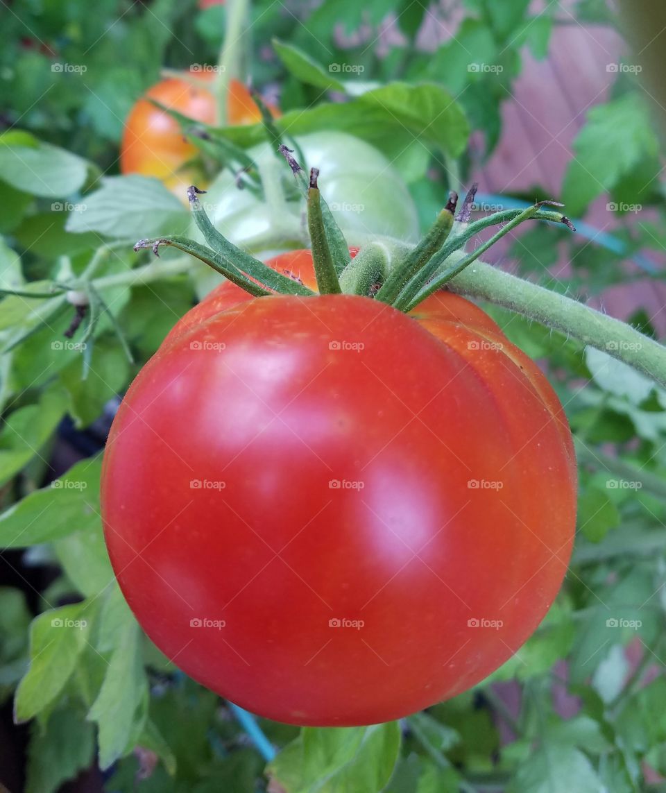 Ripe Tomato on the Vine