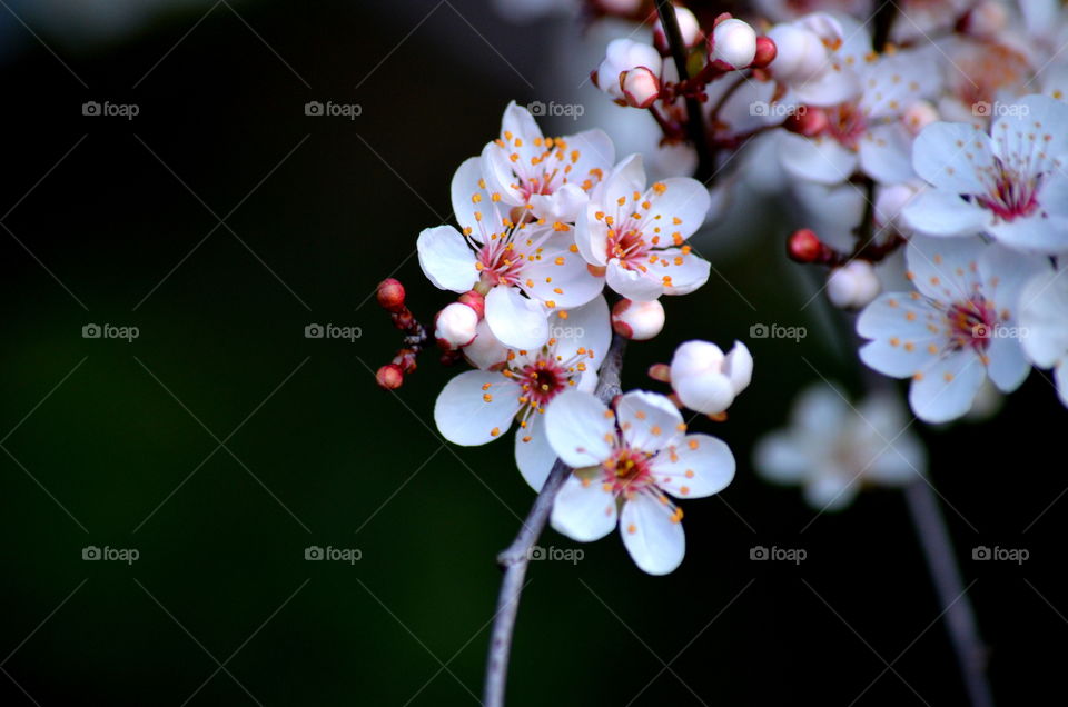 Cherry Blossoms