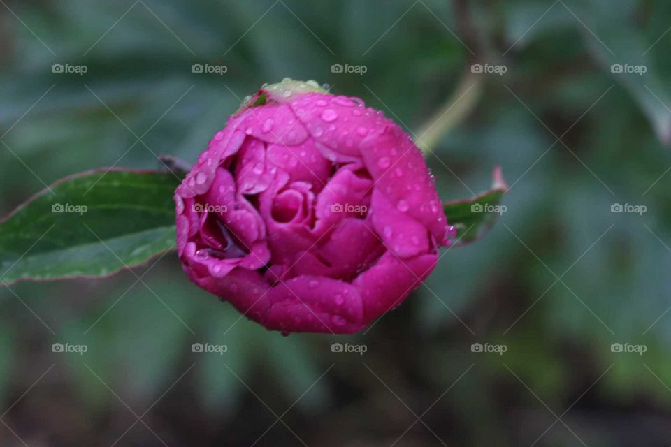 Love this flower because of color and rain drop on it.