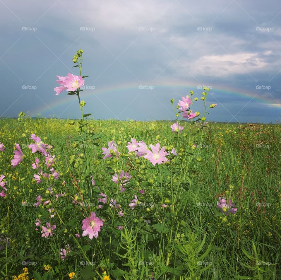 Rainbow under the field with flowers 