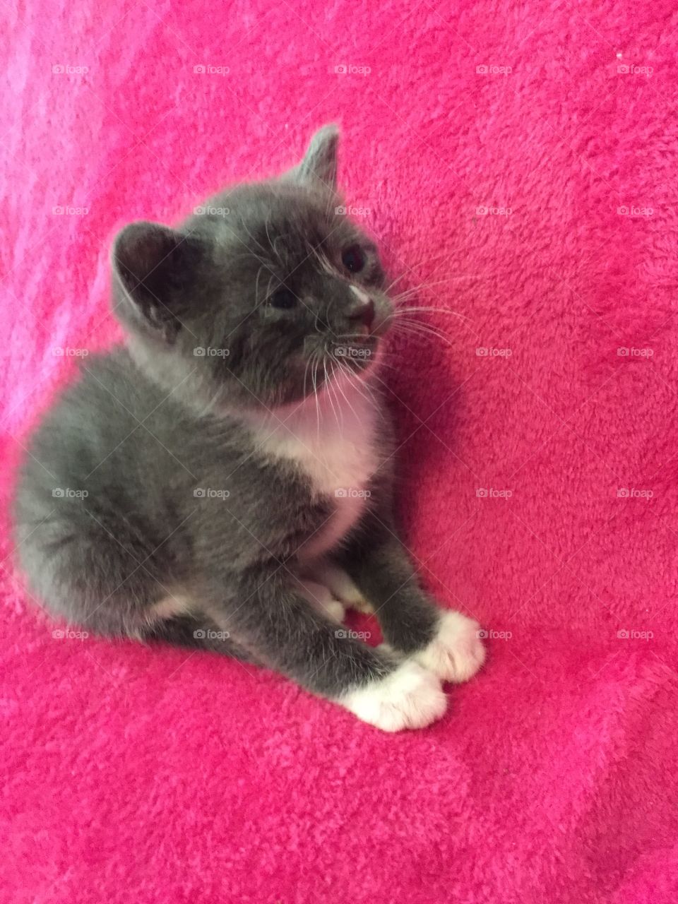Sweet, playful gray and white kitten playing on a pink blanket. This foster kitten needs a home.