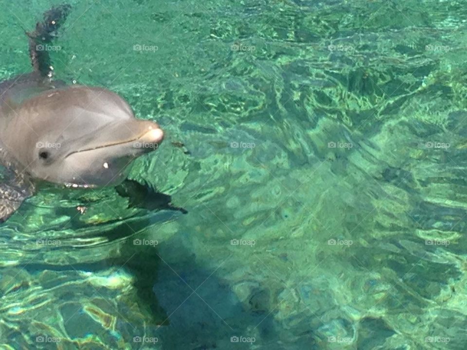 Hello! Dolphin