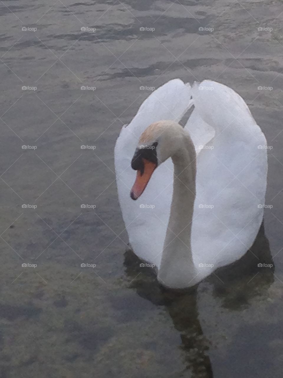 Swan