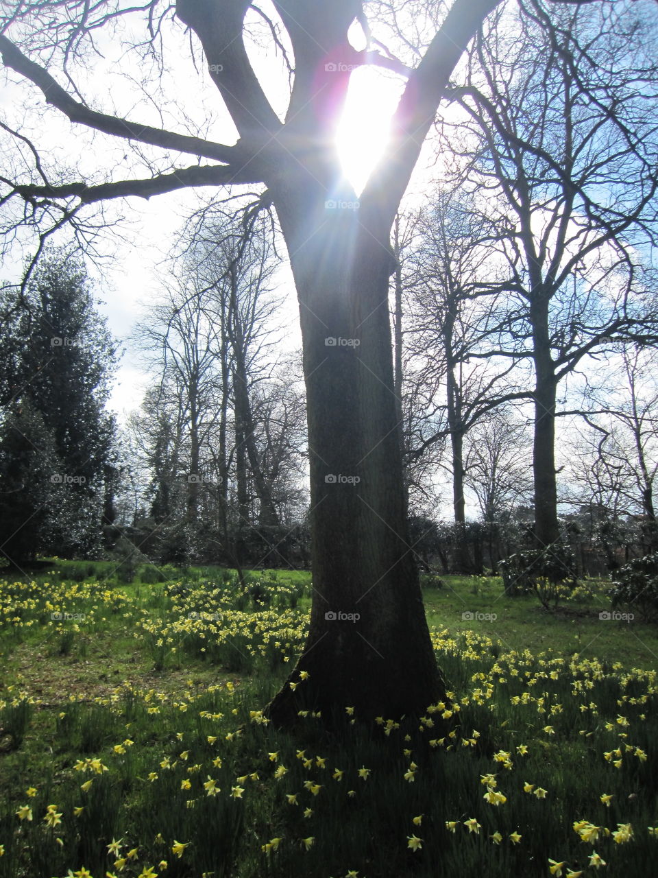 Sunlight Through Trees