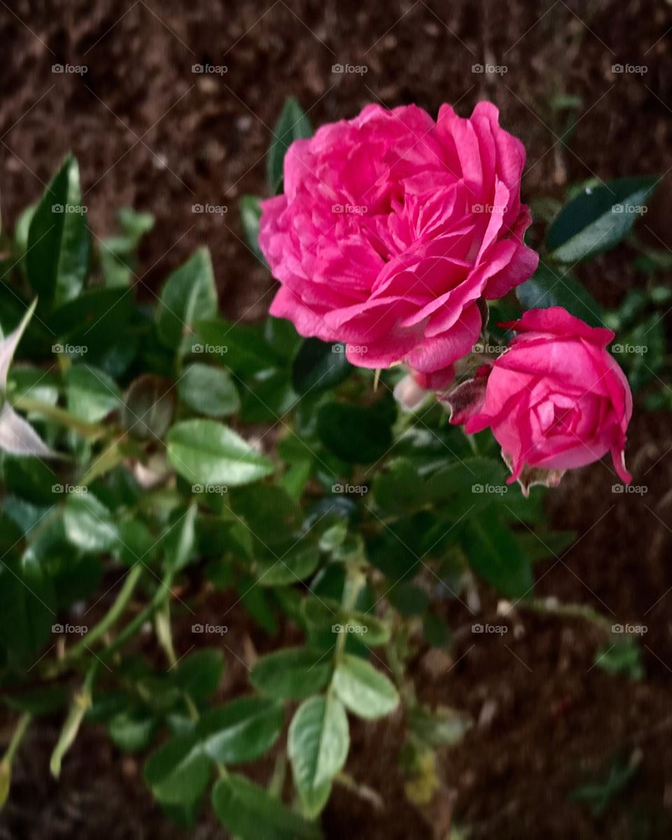 🌹 🇺🇸 Very beautiful flowers to brighten our day.  Live nature and its beauty. Did you like the delicate petals? / 🇧🇷 Flores muito bonitas para alegrar nosso dia. Viva a natureza e sua beleza. Gostaram das pétalas delicadas? 