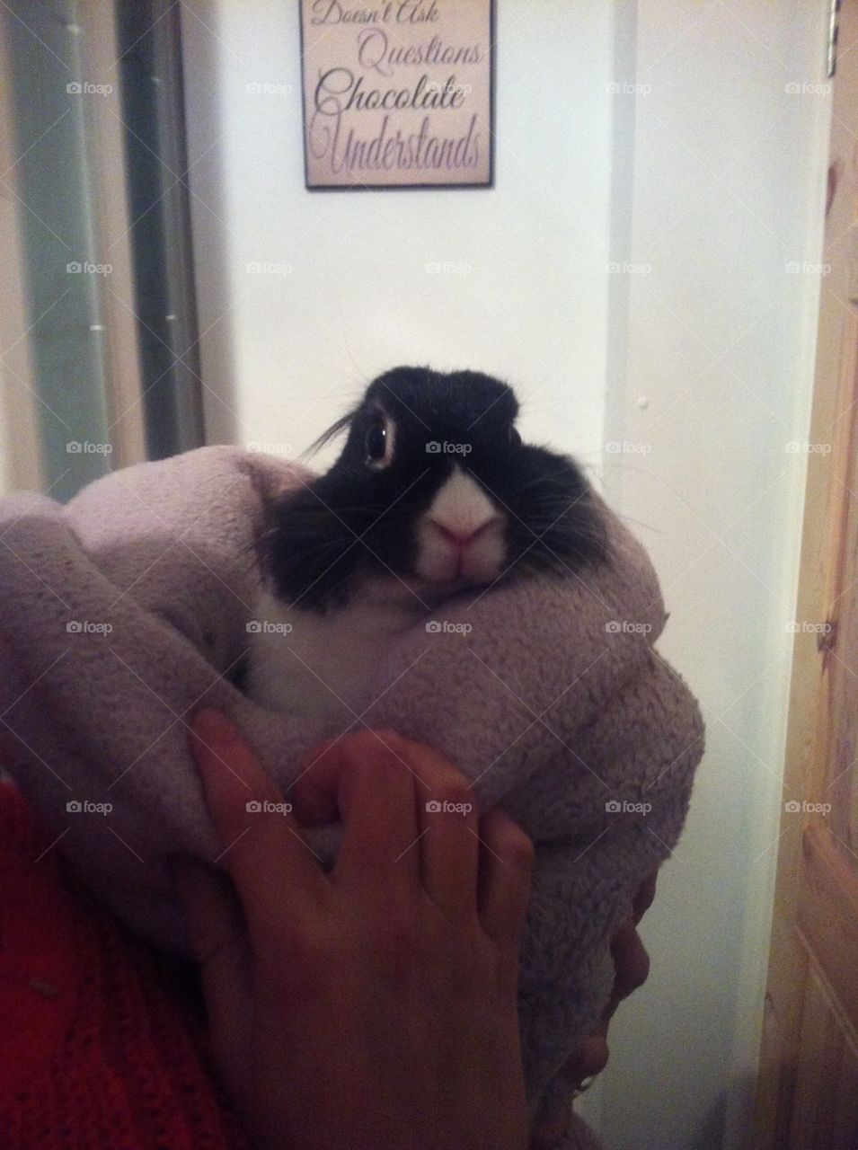 This is a rabbit - honestly! No ears. poorly bun wrapped in a blanket, not a happy bunny. 