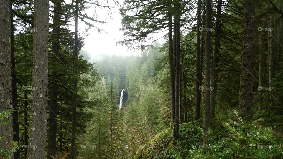 Gorgeous waterfall at silver falls Oregon. Love the way the green bounces off the gray pale sky. Just makes you want to step outside and breath the fresh air. 