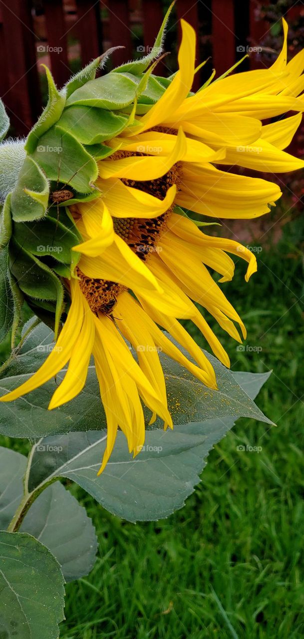 Beautiful Sunflower bowing its heavy head in the early morning sun.