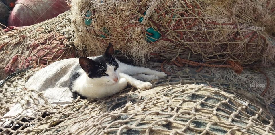 beautiful sleepy cat looking at camera.