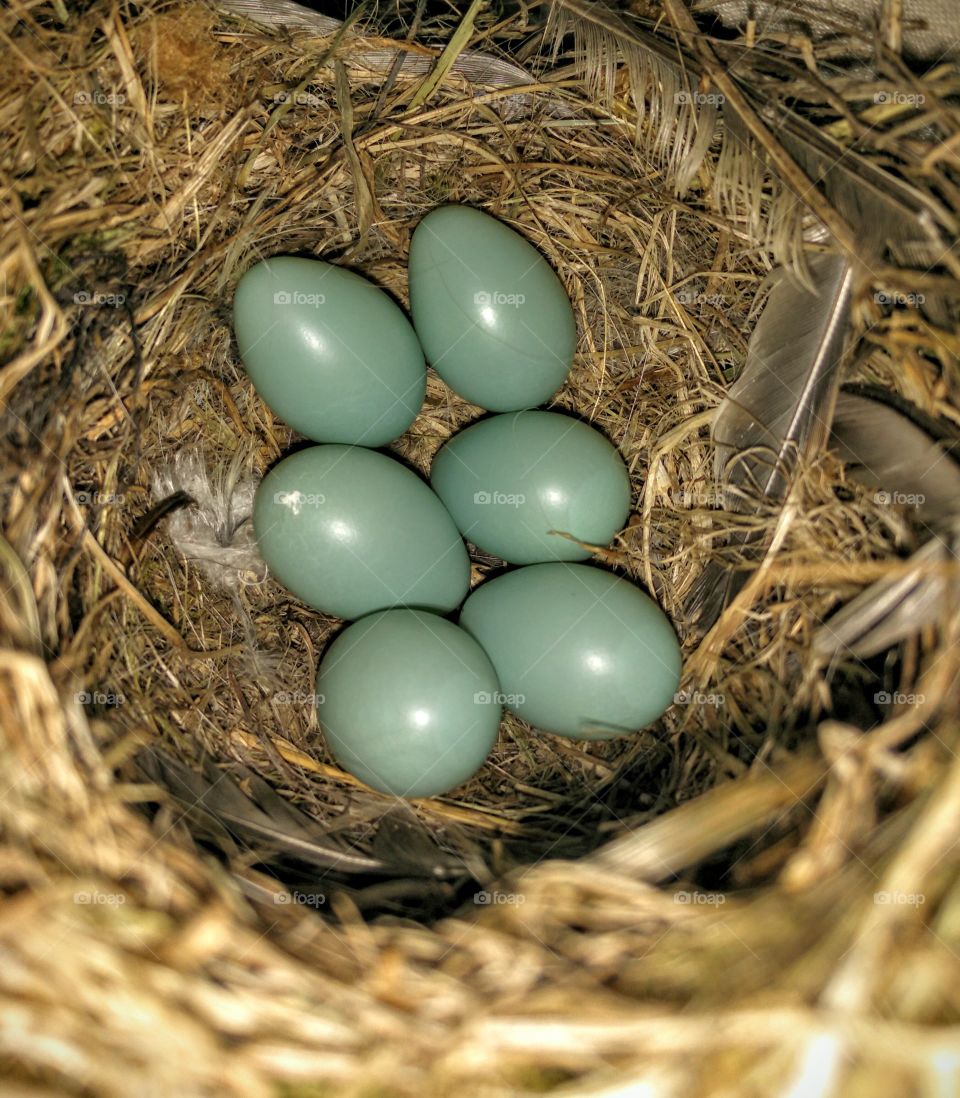 Eggs in a nest / oeufs dans un nid