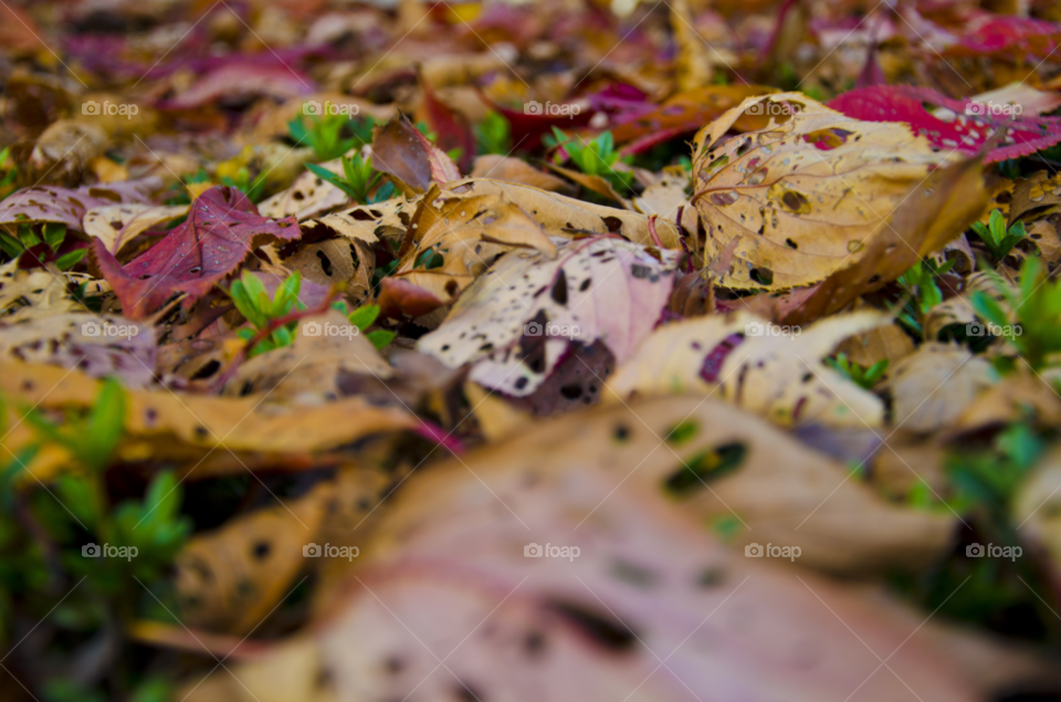 yellow nature close closeup by hugo