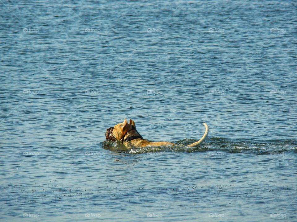 the dog swims собака плывет