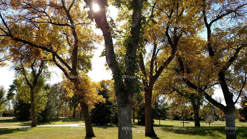 Tree, Fall, Landscape, Park, Leaf