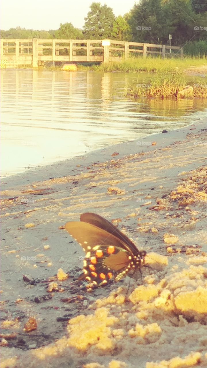 Butterfly on lake sand