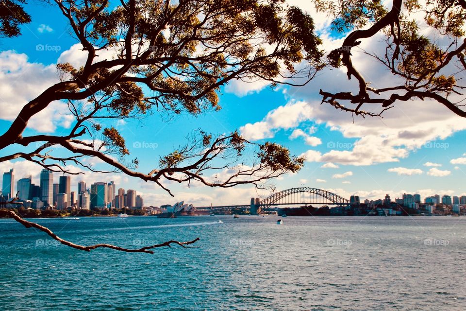 Looking over at the city of Sydney through the golden branches 
