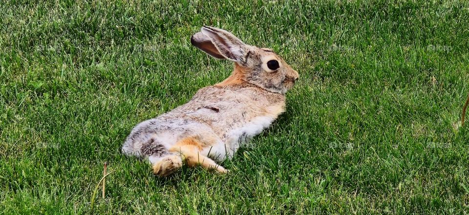 Lounging Rabbit