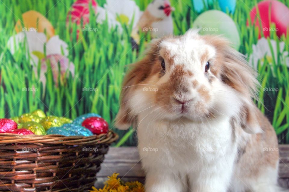 Cute rabbit with Easter eggs
