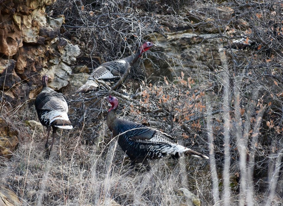 Wild Turkeys