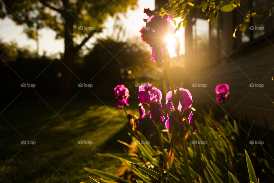 Sunrise with sun shining on purple iris flowers
