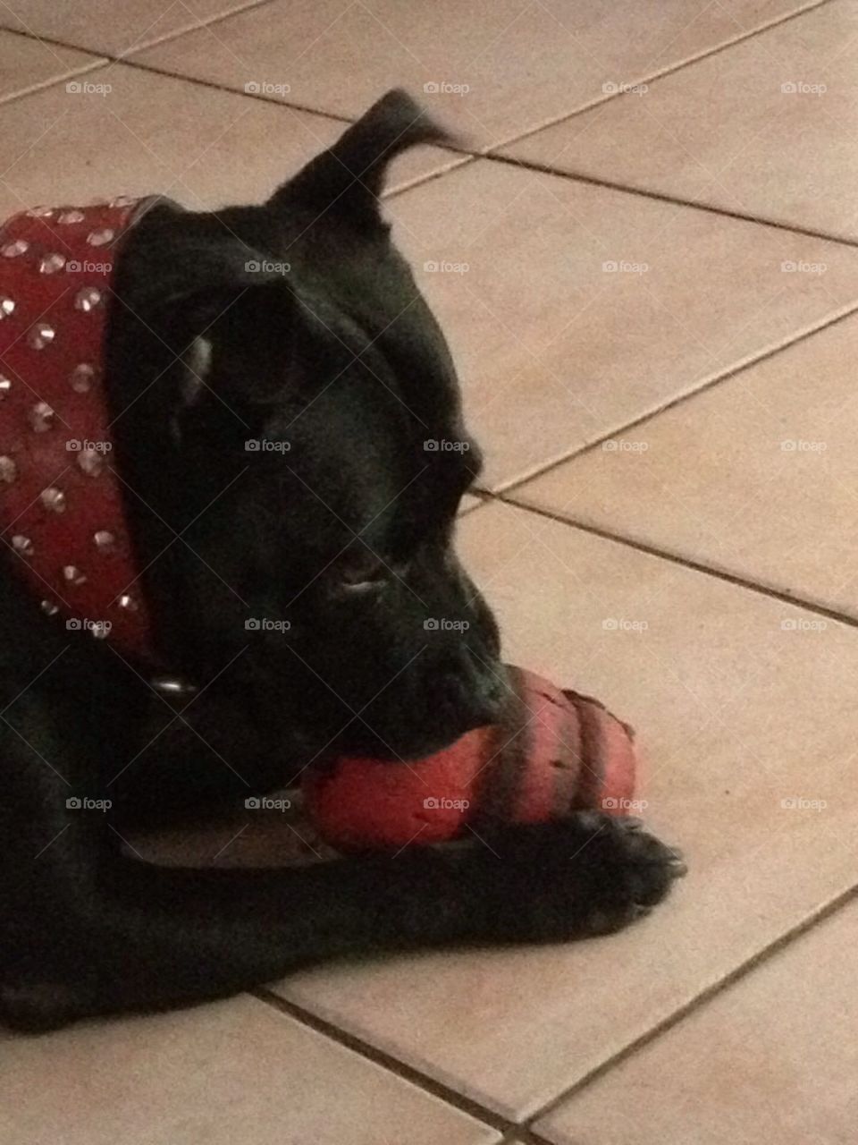 Staffy Loves her Kong