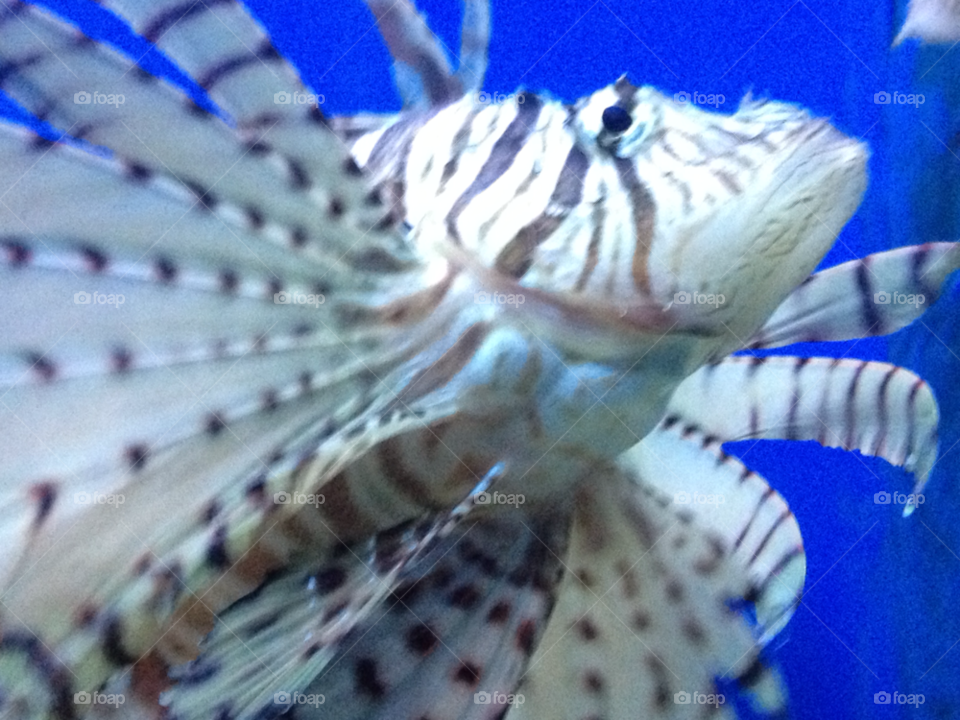 white fins zebra fish black stripes by 2lucky4u