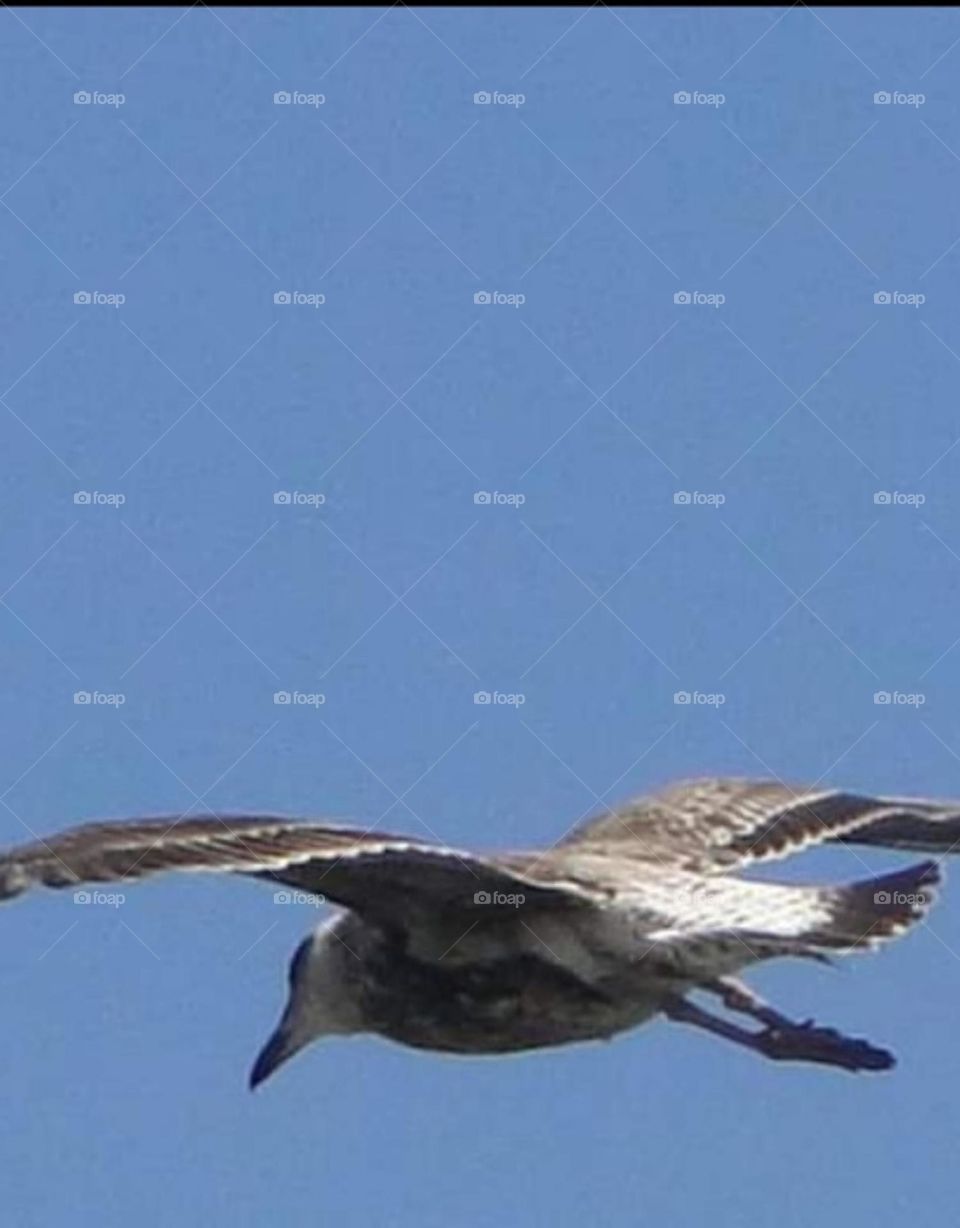 seagull on your flight