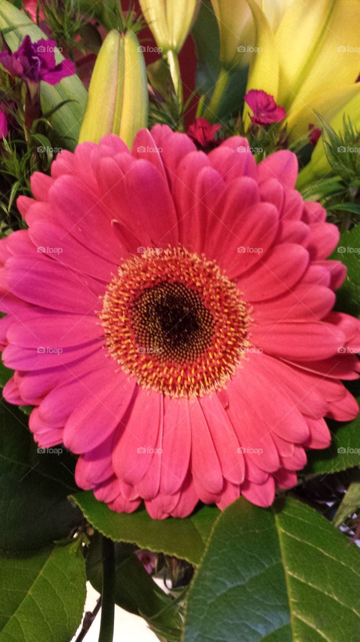 pink flower