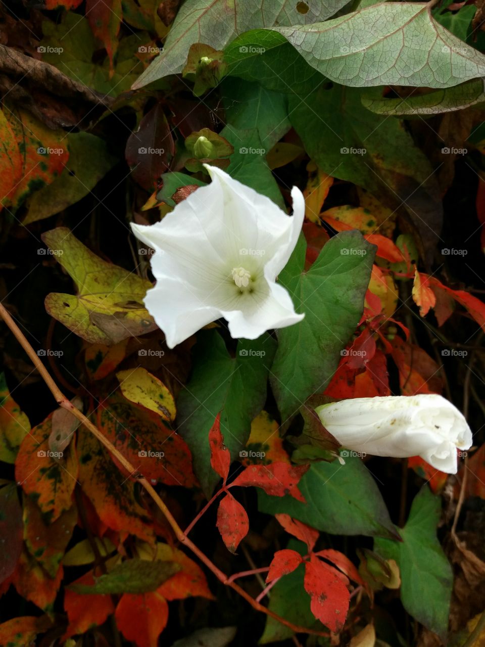 fall colourful leaves and flower