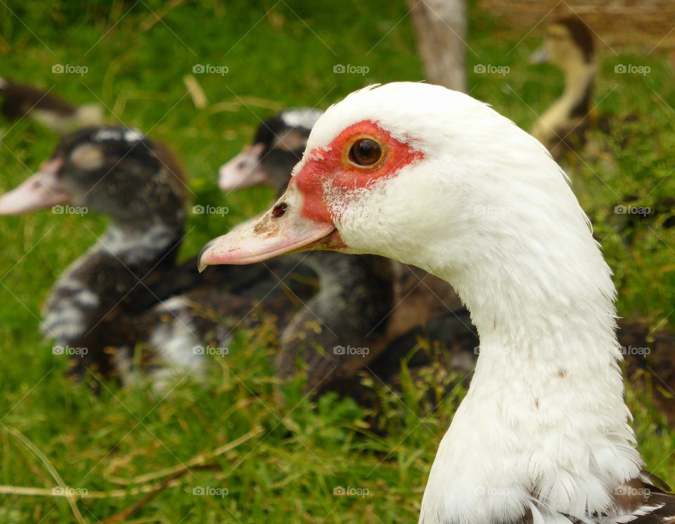 Close-up of white duck