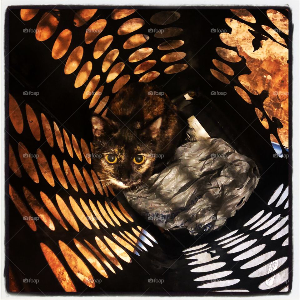 My cat in the laundry basket