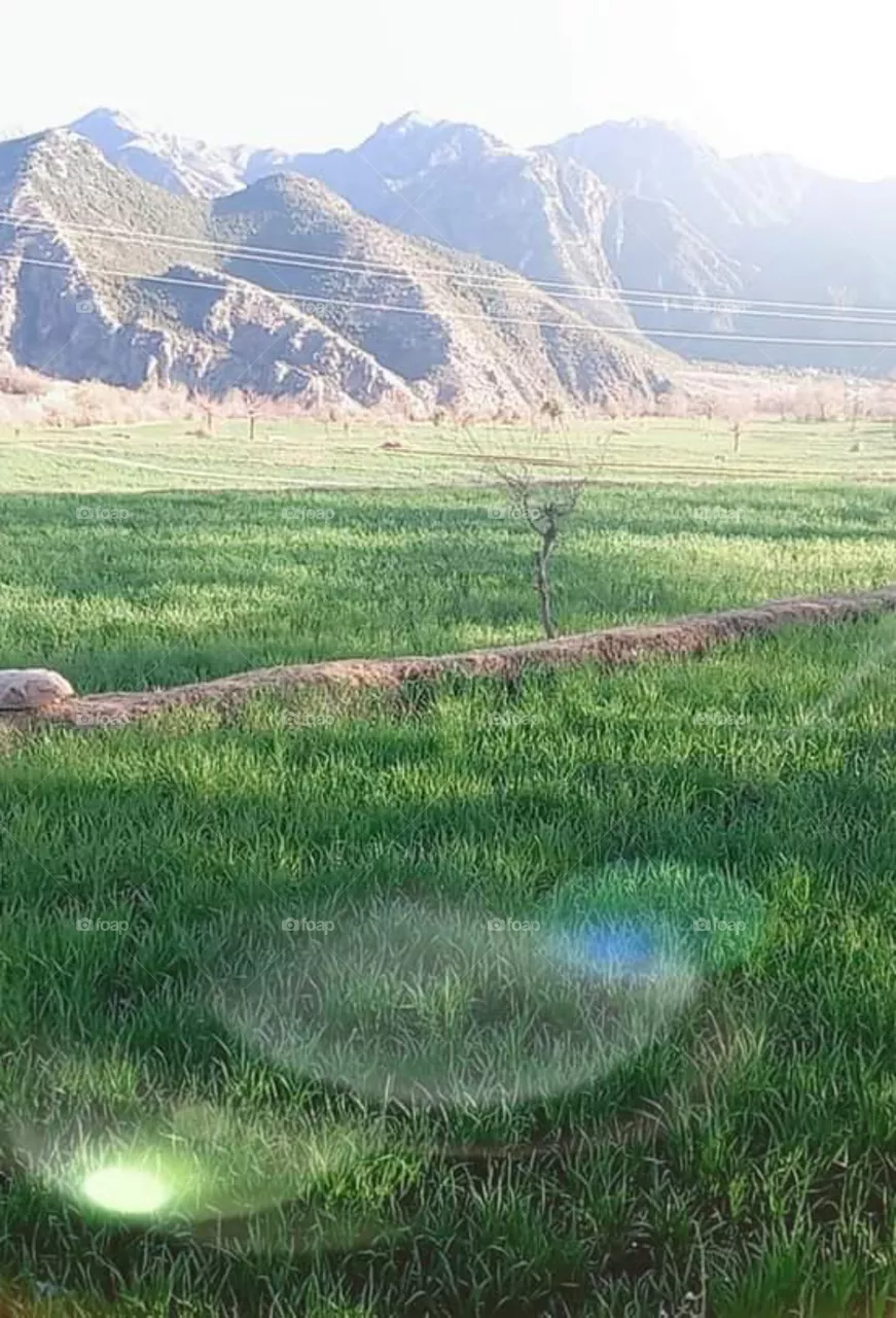 green field sun light