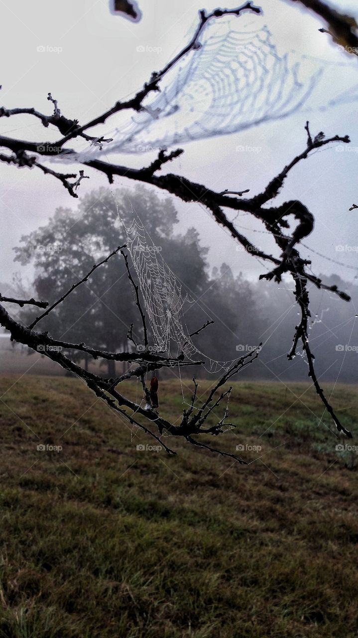 spider webs hanging from branches with dew drops on foggy day